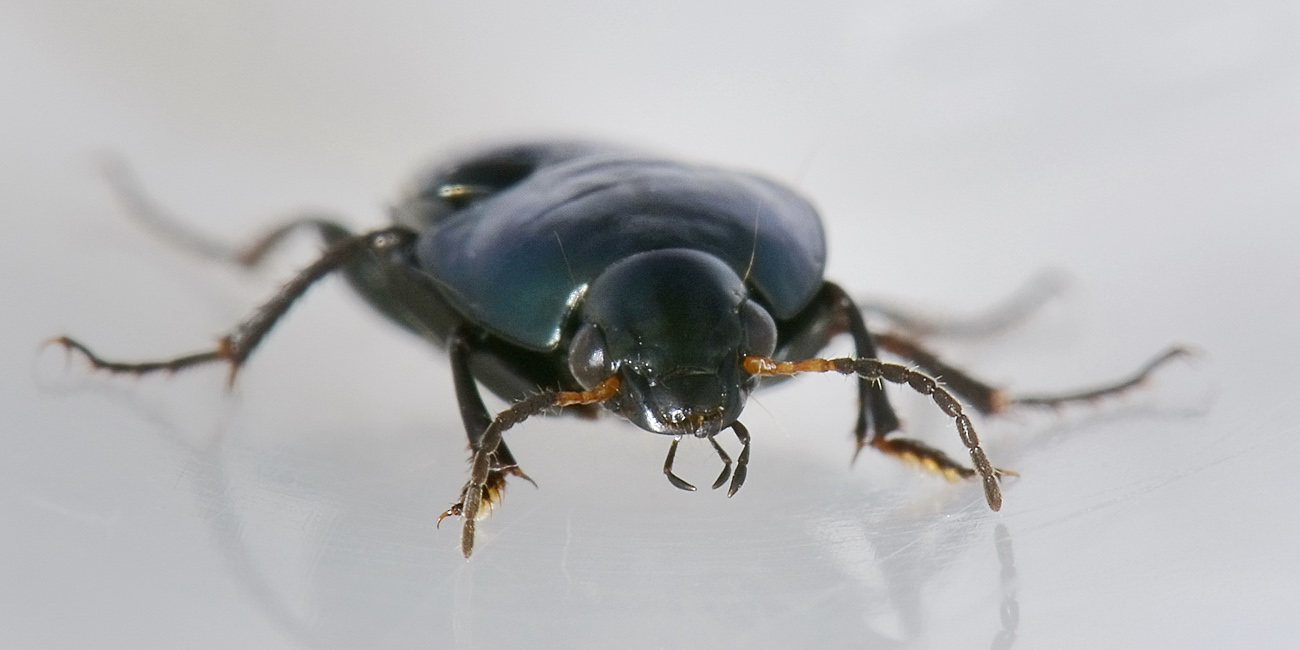 Amara montivaga? no, A. ovata